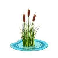 Reed high in the grass grows from the water. Vector illustration of pond plants.