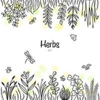 Herbs Set Frame With Bees, Ladybirds and Dragonfly vector