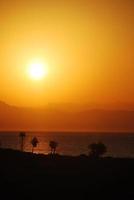 Sunrise Palm portrait photo