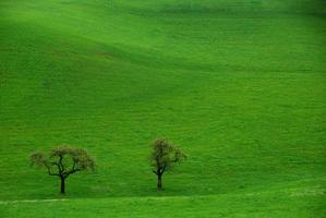 two trees on green grass photo