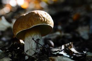 bolete vista grande foto