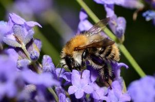 bumblebee large view photo