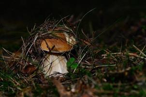 bolete in moss and needles photo