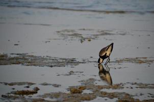 bird beak in the water photo