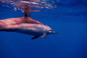 delfín de lado foto