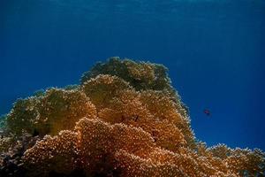 yellow coral and blue sea photo