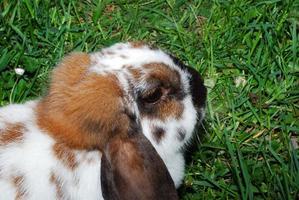 head of brown hare photo