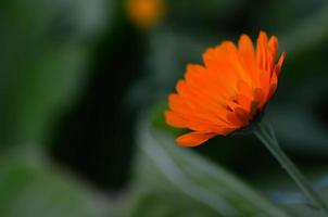 bright orange flower in the spring photo
