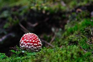 small fly agaric photo
