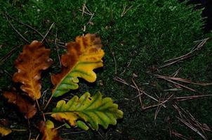 autumn leaves in moss photo