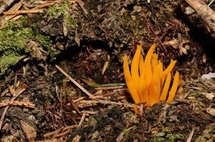 orange coral mushroom in forest photo