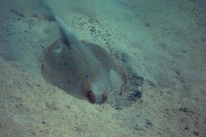blue spotted stingray digging photo