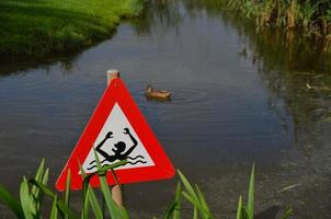 caution swimming with duck photo