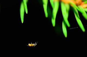 pequeña araña en agujas de pino foto