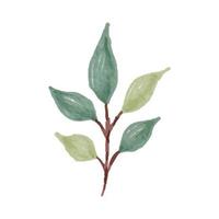 Hand Painted Watercolor of Leaves and Stem vector