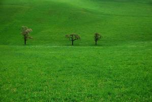 three trees on a green pasture photo