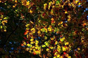 colorful forest in autumn photo