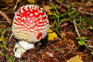 agárico de mosca en el bosque foto