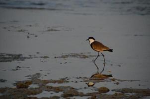 bird on the sea with reflection photo