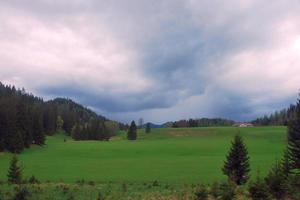 green succulent landscape photo