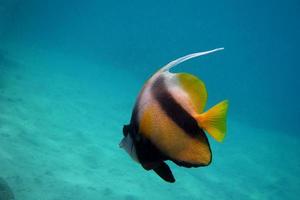 red sea pennant fish swims photo