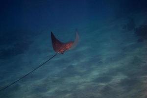 spotted eagle ray photo