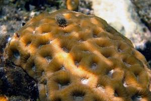 yellow big coral photo