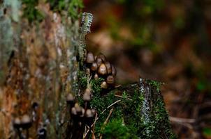 small brown mushrooms stem and moss photo