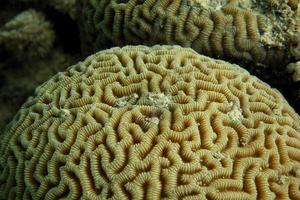 gran coral amarillo foto
