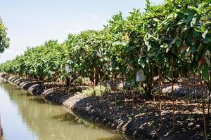 Perspective of rose apple farming with stream around the agricultural area. Irrigation technic in traditional farm photo