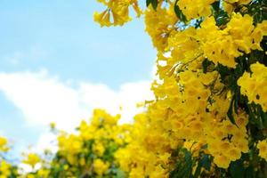 Closeup group of blossom yellow flowers isolated on the blue clear blue sky background with copy space for adding text photo