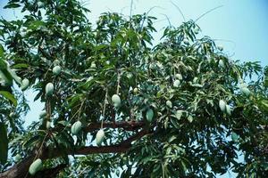 vista de ángulo alto de muchos mangos verdes colgando del árbol foto