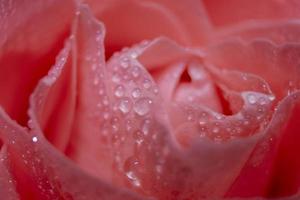 Close Tenderness Pink Rose. Rose Macro Closeup.