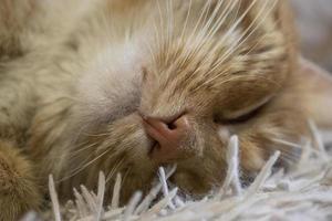gato rojo dormido - hermoso sueño. primer plano de gato jengibre durmiendo. divertido concepto de animales de compañía.