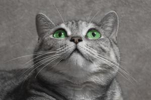 Green-eyed cat. Funny big gray striped cute cat with beautiful green eyes.