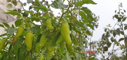 Green and fresh chili peppers on the plant. photo