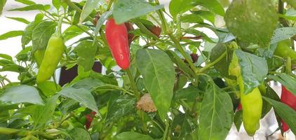 Red and green chili pepper on the garden photo