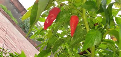 Large peppers in the garden photo