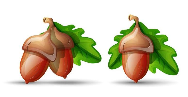 Vector cartoon style flat acorn with leaves. Isolated on white background. Symbol of good luck and fortune.