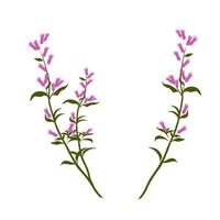 Heather vector stock illustration. A delicate bouquet of pink wildflowers. Isolated on a white background.