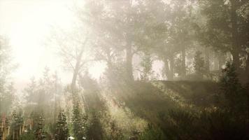 Rayons de soleil entrant dans la forêt par un matin d'automne brumeux video