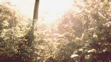 bosque brumoso al amanecer del primer día de otoño. video