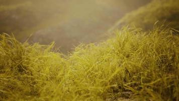 rochers dorés et herbe dans les montagnes video