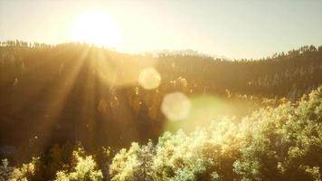 Rays of the Sun Make their Way through the Branches video