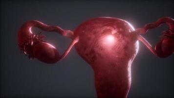 anatomia del sistema riproduttivo femminile video