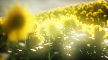 Sunflower field on a warm summer evening video