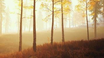 scene of sunrise in a birch forest on a sunny summer morning with fog