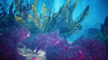 Unterwasserkorallenriff mit Sonnenstrahlen video