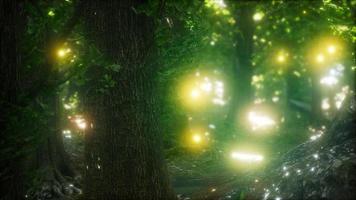 Glühwürmchen fliegen im Wald video