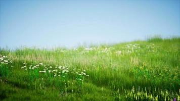 Field of green fresh grass under blue sky video